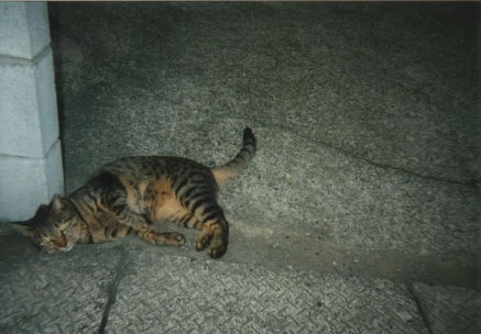Photo of Neko